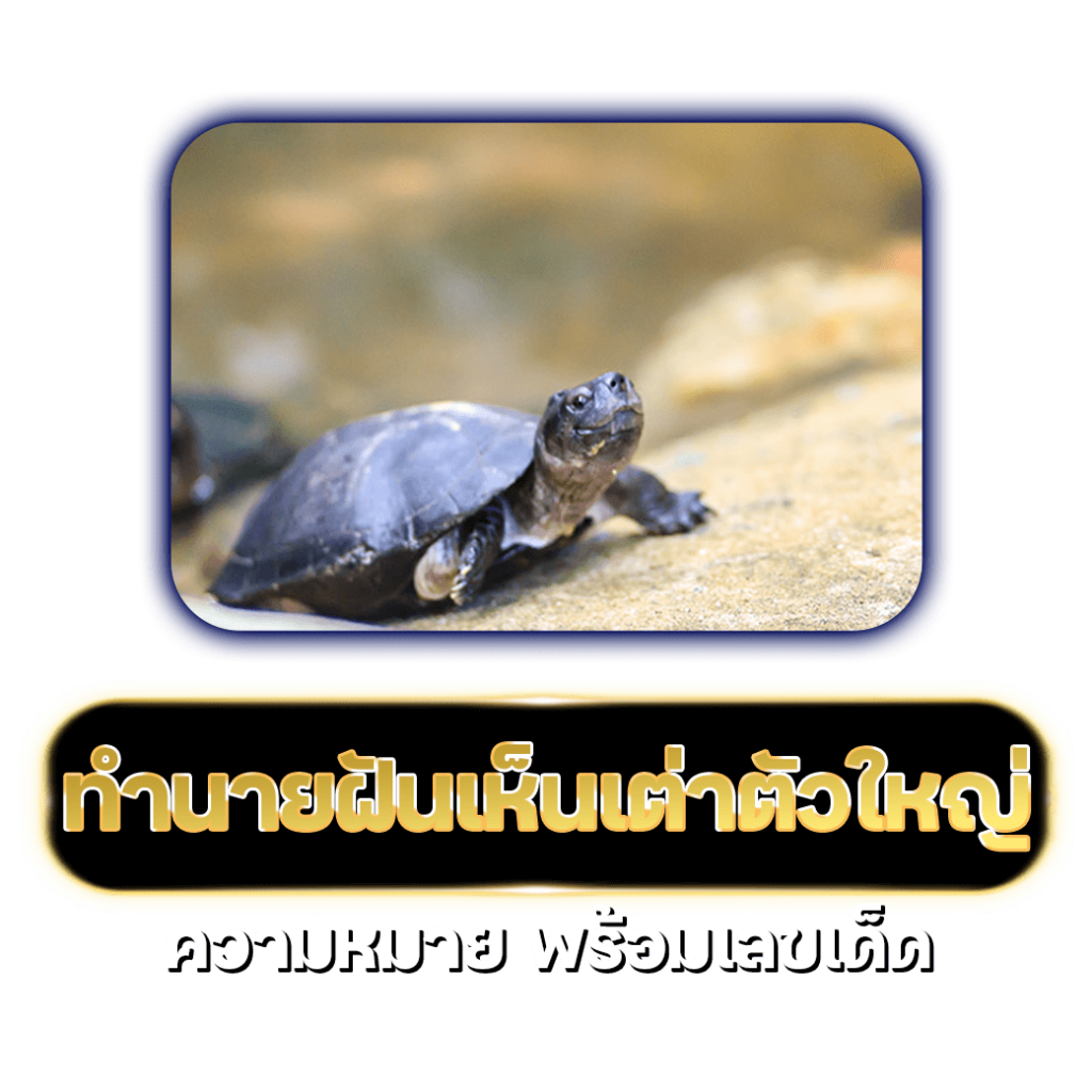 เต่า